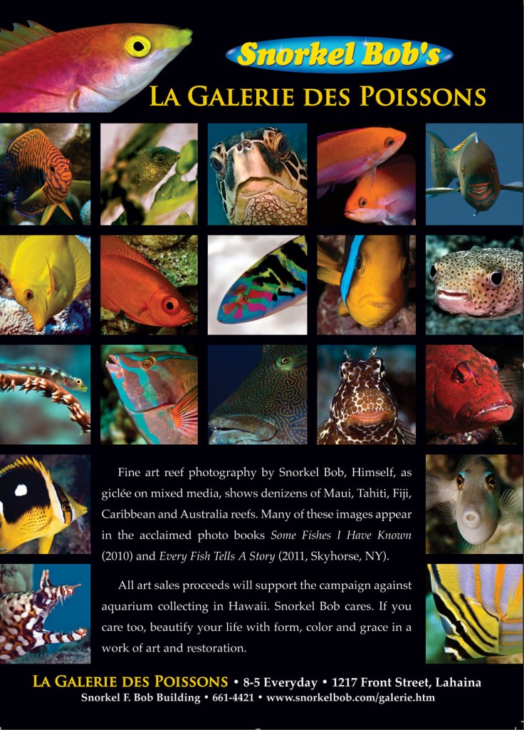 Snorkel Bob's