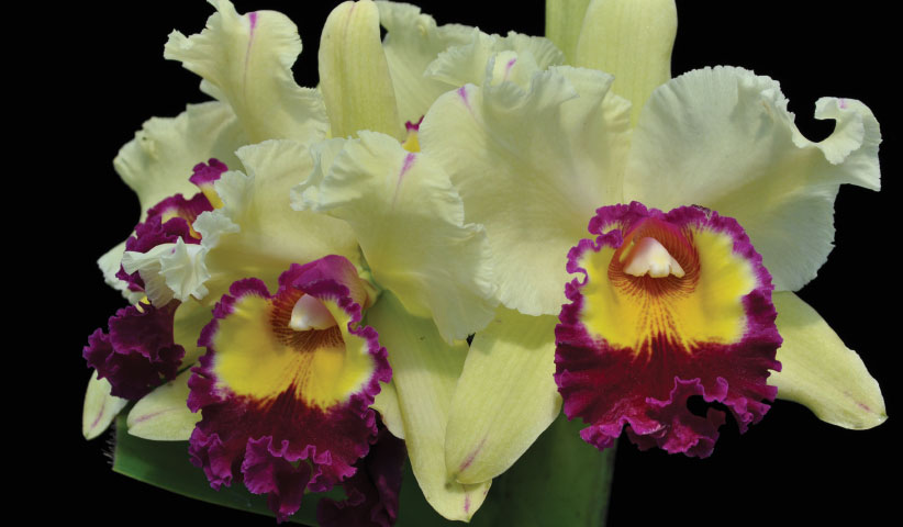 Orchids-From-Hawaii