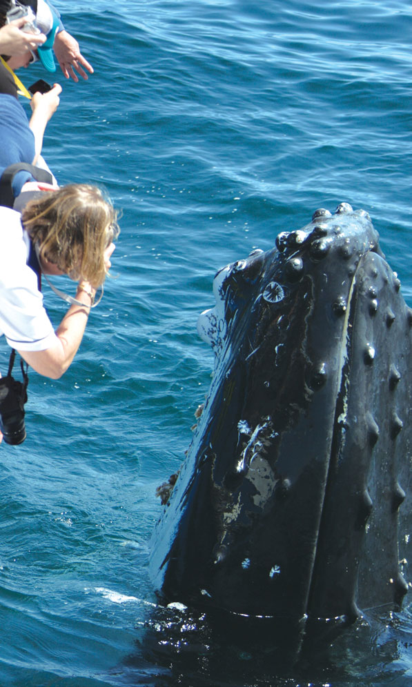 Mauis-Humpback-Whales-2