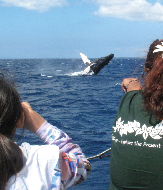 Mauis-Humpback-Whales